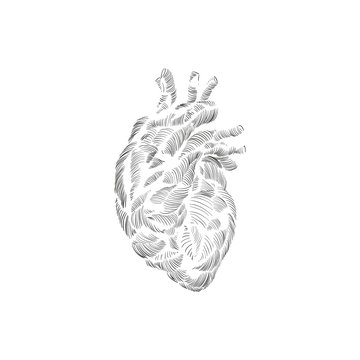 Human heart hand drawn isolated on a white backgrounds. Anatomical sketch. Vector illustration.