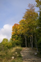 Colorful autumn leaves on the trees in nature. Slovakia