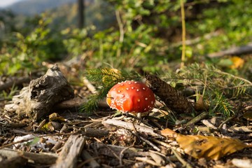 Toadstool mushroom in the forest. Slovakia