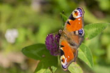 butterfly on clover leaf 2