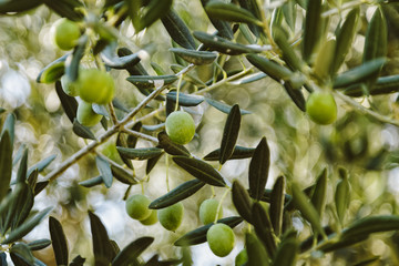 Green Olives on a branches of a Olive Tree