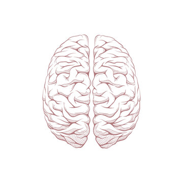 Human brain right and left hemisphere illustration. Creative concept vector design.