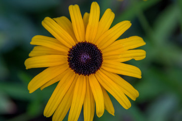 Black-Eyed Susan