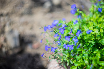 Autumnal flowers in a garden