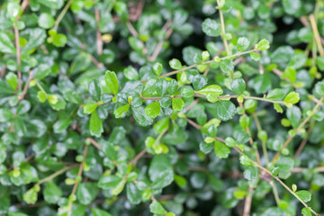 little tree on concrete road
