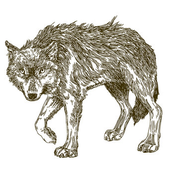 Wolf. Sketch. Vector illustration