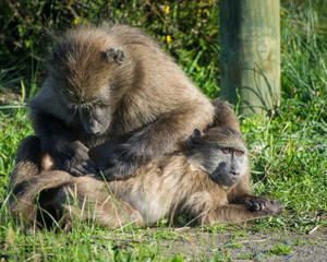 A chacma baboon grooms another at Silvermine Nature Reserve, South Africa