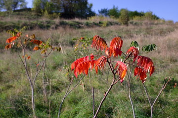 Na pierwszym planie gałązka krzewu z czerwonymi, suchymi jesiennymi liśćmi, w tle jesienna trawa i jeszcze zielone krzewy - obrazy, fototapety, plakaty