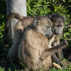 A pair of inquisitive chacma baboons investigate an object at Silvermine Nature Reserve, South Africa