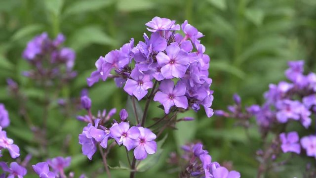 Violet Phlox flowers blowing in the breeze in summer.