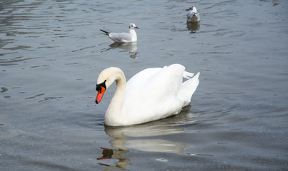 Swan in the lake. Photographed from close distance.