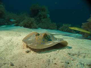Bluspottet Stingray in the Red Sea