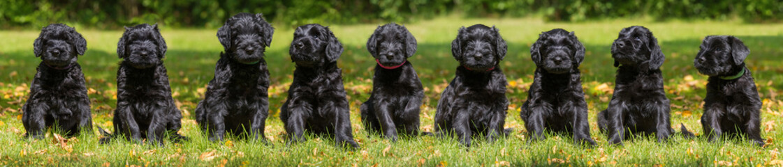 Riesenschnauzer-Welpen © DoraZett