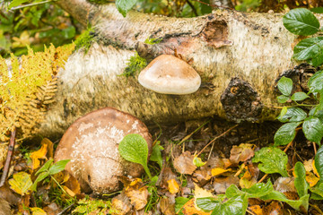 Fungus recycling  an old log