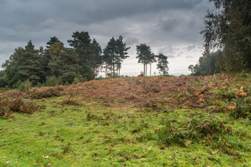 Skyline Knettishall Heath.