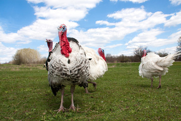 turkey male or gobbler in the village