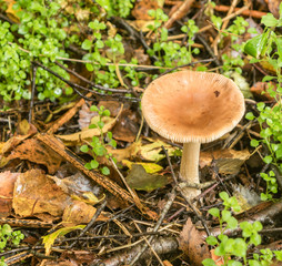 Autumn is the season for Fungus