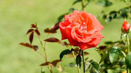 Prächtige rote Rose in einem Garten