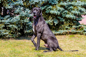 Great Dane uplifts paw. The Blue color  Great Dane stands on the grass in park.