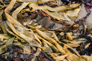 Seaweed on sand beach