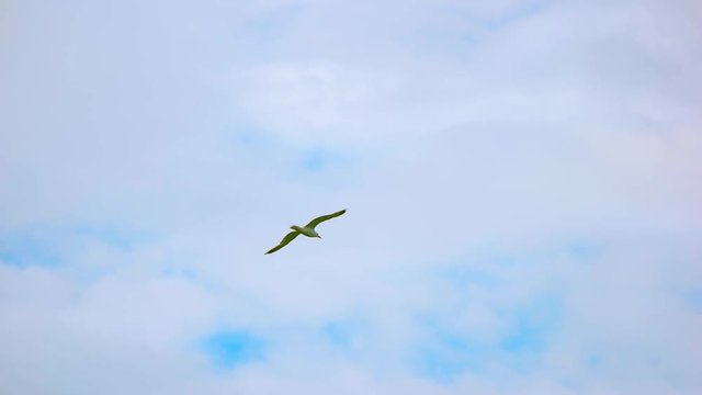 Seagull in the sky. Bird flying in slow motion.
