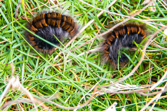 Caterpillars of the oak eggar moth, Lasiocampa quercus.