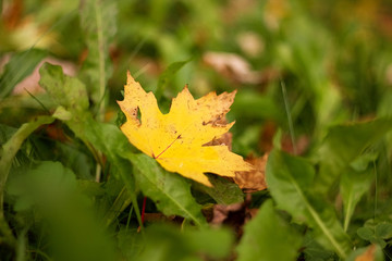 Autumn leaves for background.