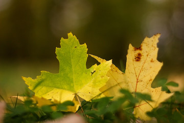 Autumn leaves for background.