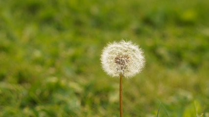 Dandelion on green nature blurred background with copy space