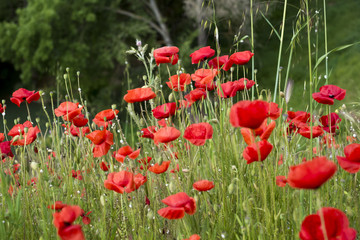 Naklejka premium fleurs de coquelicots