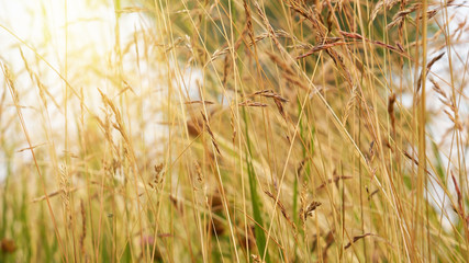 Summer nature background