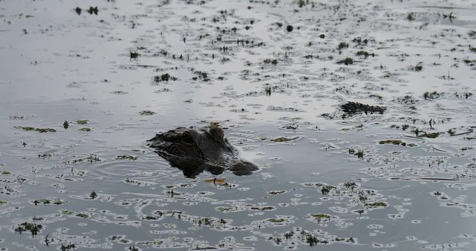 Video of a stalking alligator