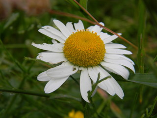 Chamomile macro