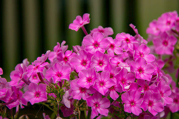 Fototapeta premium Pink Periwinkle Flowers