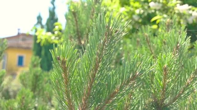 Pine close up. Green needles and sunlight. Types of conifer trees.