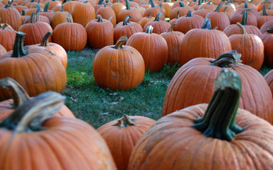 pumpkins