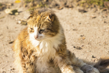 red dirty sad street cat