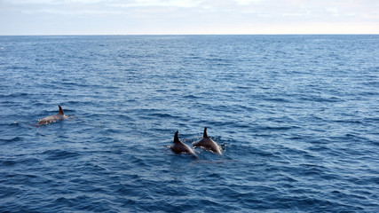 Fototapeta premium Dolphins black backs and dorsal fins sticking out of ocean water