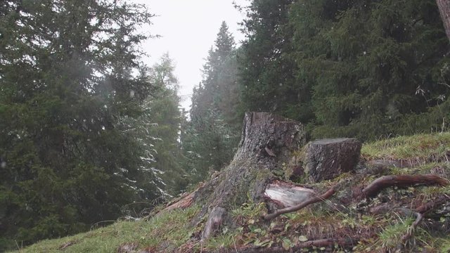 Slow motion close up shot of single tree stub in a pine forest. First snow falling in the woods on a cold early winter cloudyday. Wilderness, beauty in nature and environment concept.