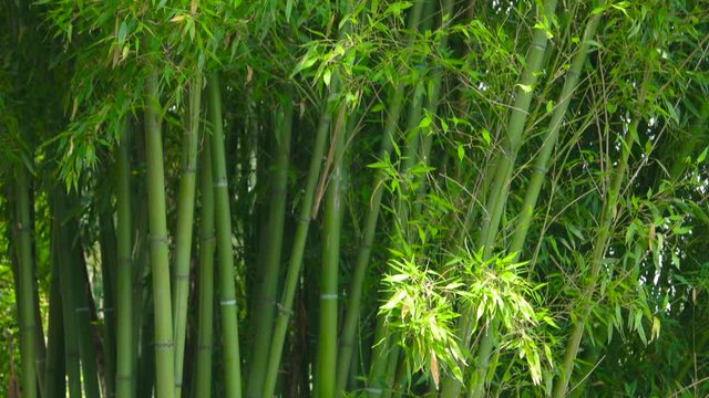 Green bamboo trunks. Leaves and stems. Get lost in the jungle.