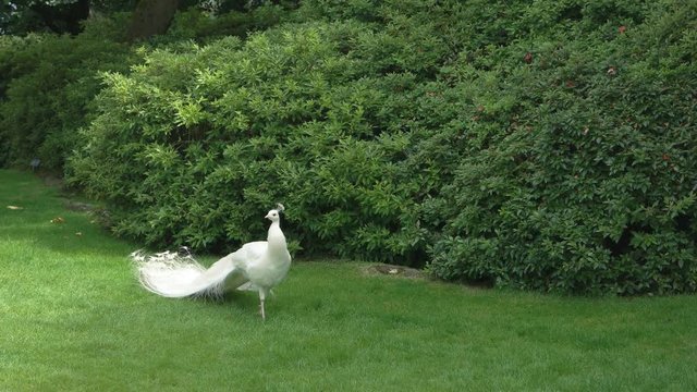 White peacock on the lawn. Beautiful bird, summer nature.