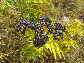 Black seeds on a green plant