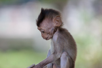 可愛いサル