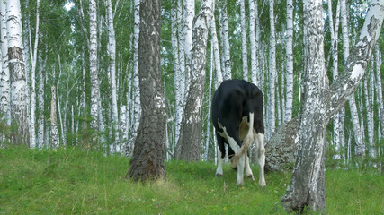 Cows grazing on a green meadow. Cow in forest. Cow in the forest eating grass