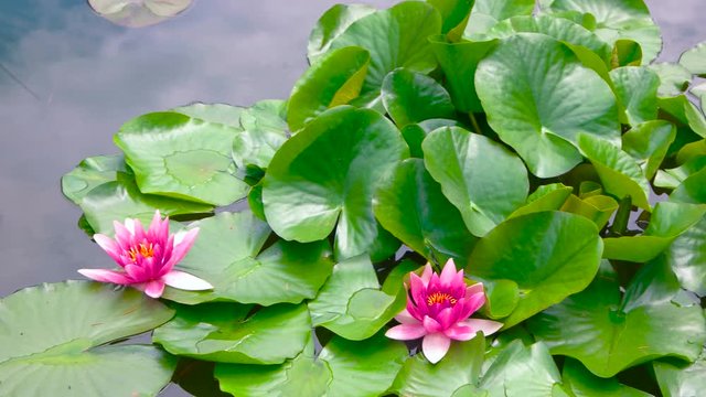 Pink lotus flowers. Green leaves on water. In search of serenity.
