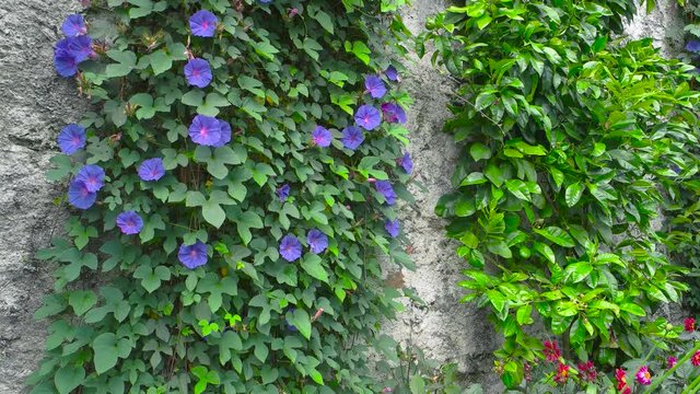 Purple morning glory. Climbing flowers on the wall.