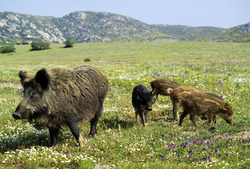 Cinghiale (Sus scrofa). Parco Nazionale dell'Asinara. Porto Torres. Sardegna. Italia