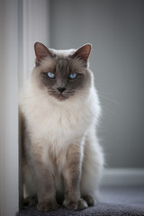 Portrait of an apple-headed lilac Balinese cat.