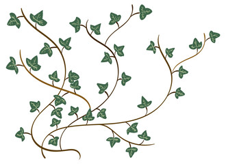 Ivy Vines