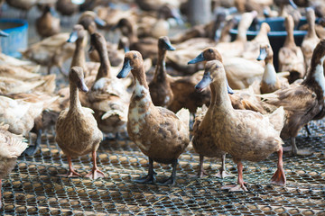 Group of ducks in farm, traditional farming in Thailand.